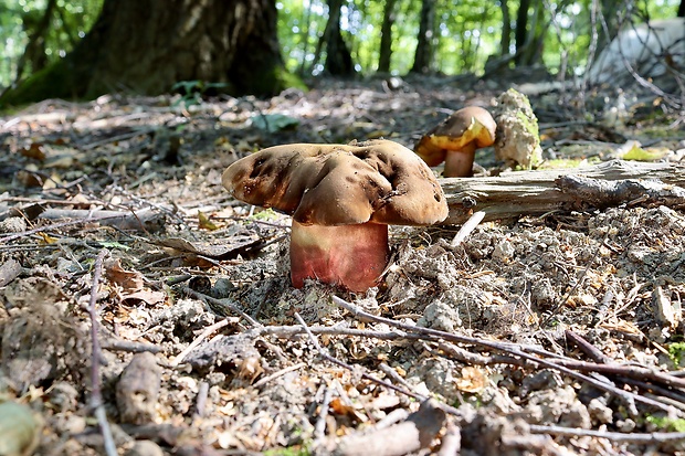 hríb zrnitohlúbikový Sutorius luridiformis (Rostk.) G. Wu & Zhu L. Yang