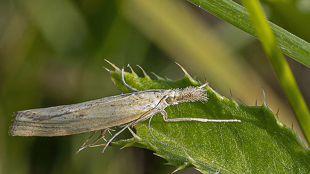 trávovec prúžkatý  Agriphila inquinatella  (Denis&Schiffermüller, 1775)