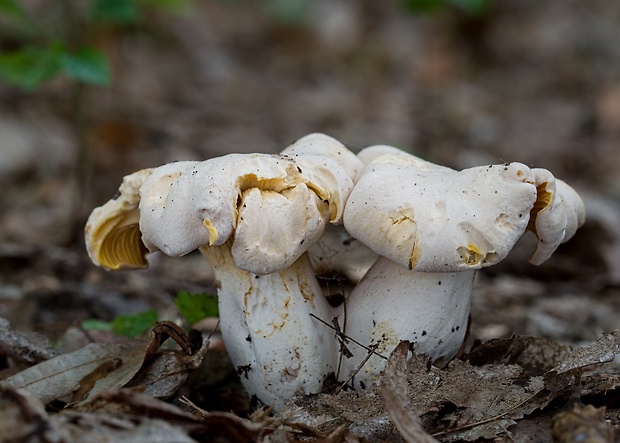 kuriatko bledé Cantharellus pallens Pilát