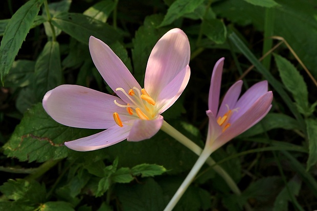 jesienka obyčajná Colchicum autumnale