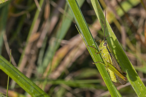 koník zlatistý Euthystira brachyptera (Ocskay, 1826)