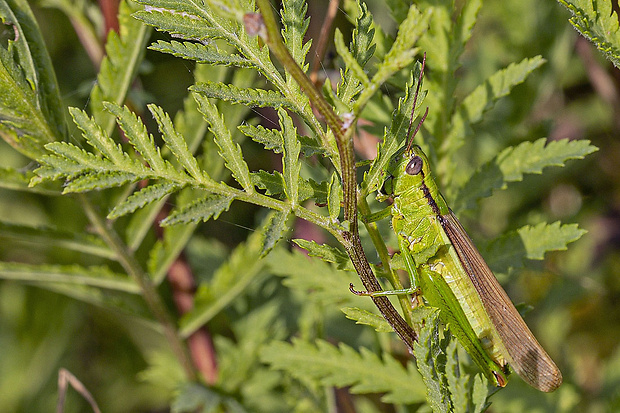 koník zlatistý Euthystira brachyptera (Ocskay, 1826)