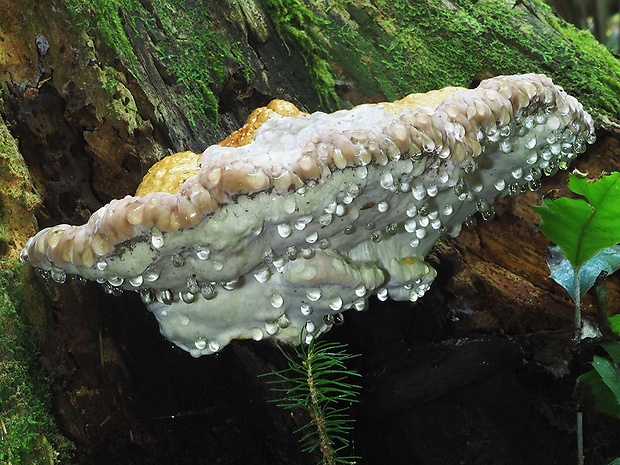 práchnovček pásikavý Fomitopsis pinicola (Sw.) P. Karst.