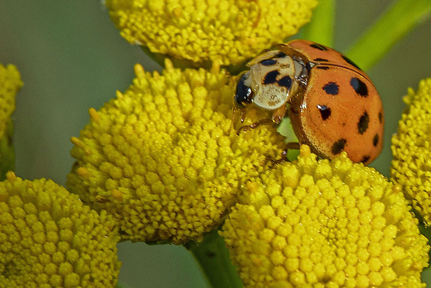 lienka východná Harmonia axyridis