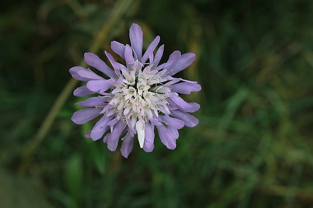 chrastavec roľný Knautia arvensis (L.) Coult.