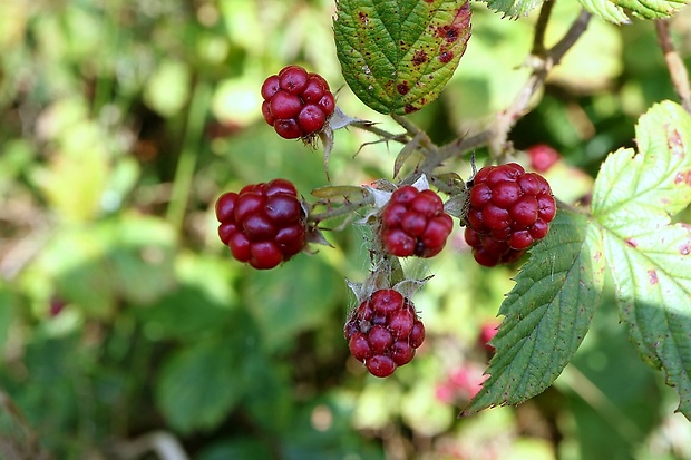 ostružina černicová Rubus fruticosus