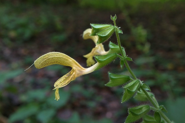 šalvia lepkavá Salvia glutinosa L.