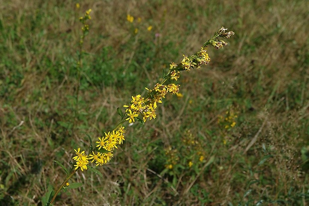 zlatobyľ obyčajná Solidago virgaurea L.