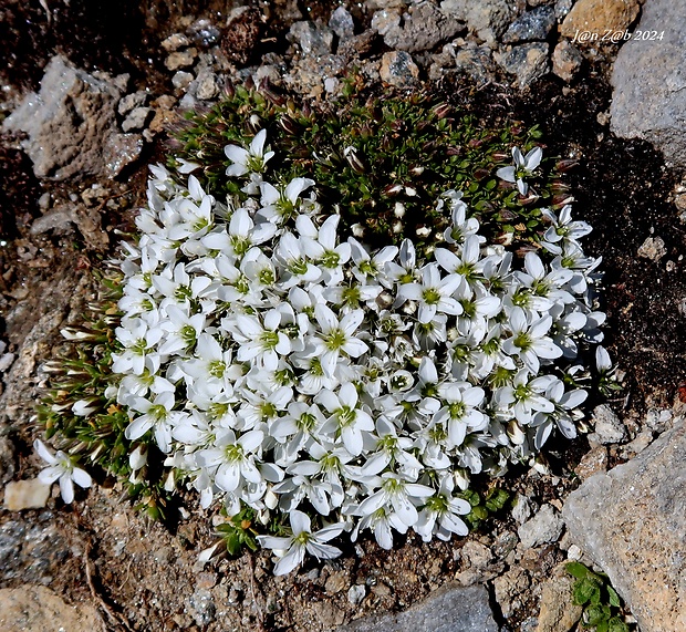 piesočnica Arenaria ciliata L.