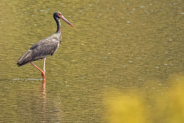 bocian čierny Ciconia nigra