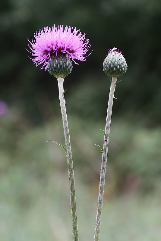 pichliač sivý Cirsium canum (L.) All.