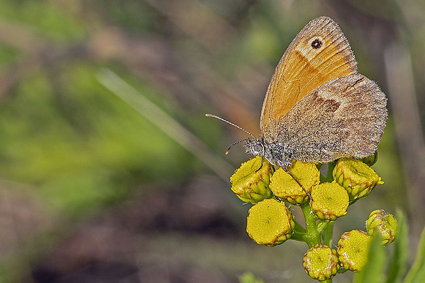 očkáň pohánkový Coenonympha pamphilus