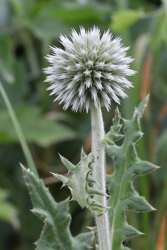 ježibaba guľatohlavá Echinops sphaerocephalus L.