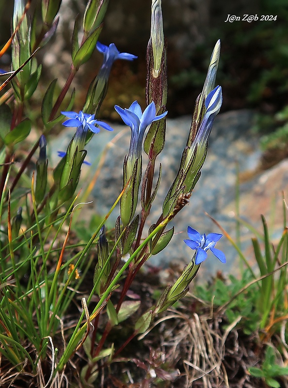 horec snežný Gentiana nivalis L.