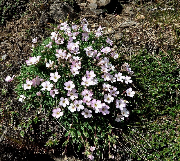 gypsomilka plazivá Gypsophila repens L.