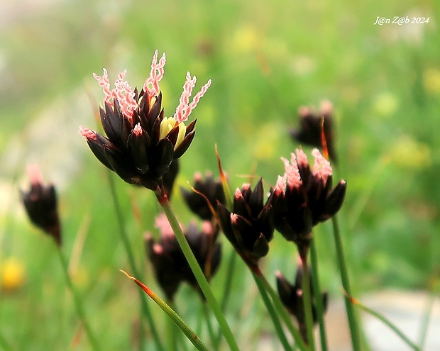 sitina jacquinova Juncus jacquinii L.