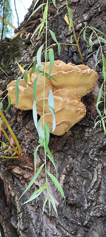 sírovec obyčajný Laetiporus sulphureus (Bull.) Murrill