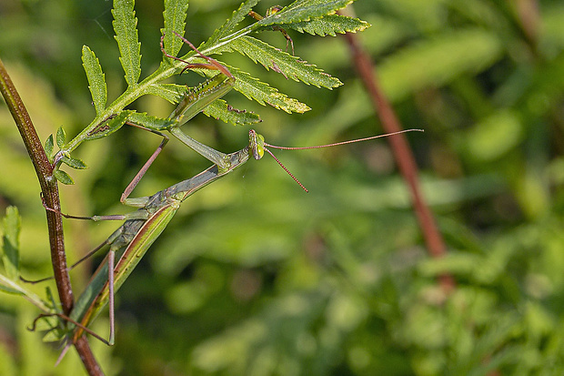 modlivka zelená Mantis religiosa