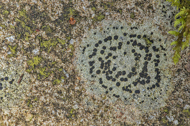 porpídia kôrovitá Porpidia crustulata (Ach.) Hertel & Knoph