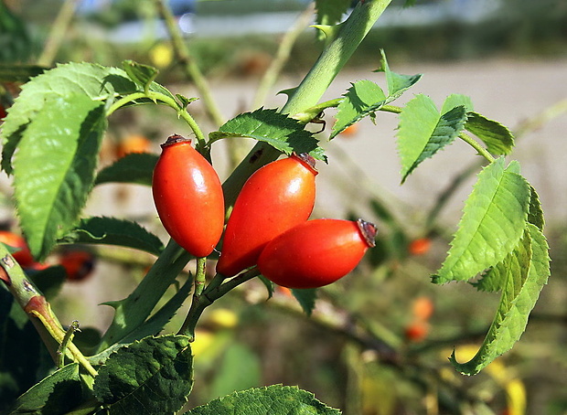 ruža šípová -šípky Rosa canina L.