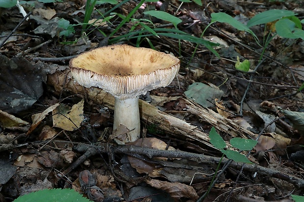 plávka Russula sp.