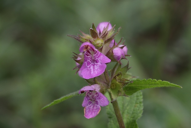 čistec močiarny Stachys palustris L.