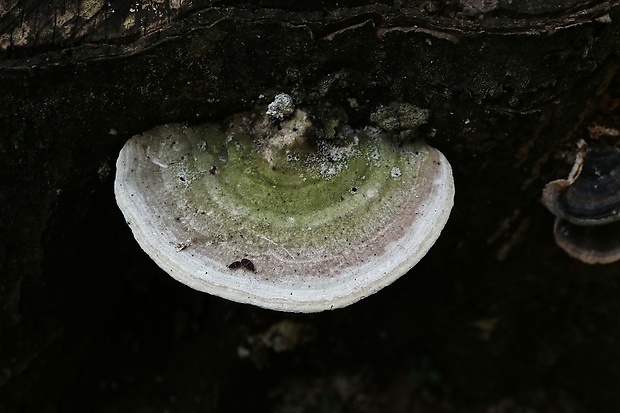 trúdnikovec hrbatý Trametes gibbosa (Pers.) Fr.