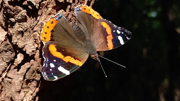 babôčka admirálska Vanessa atalanta