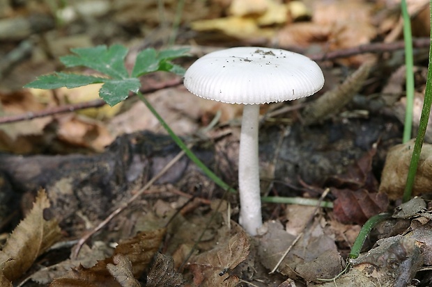 muchotrávka pošvatá biela Amanita vaginata var. alba Gillet