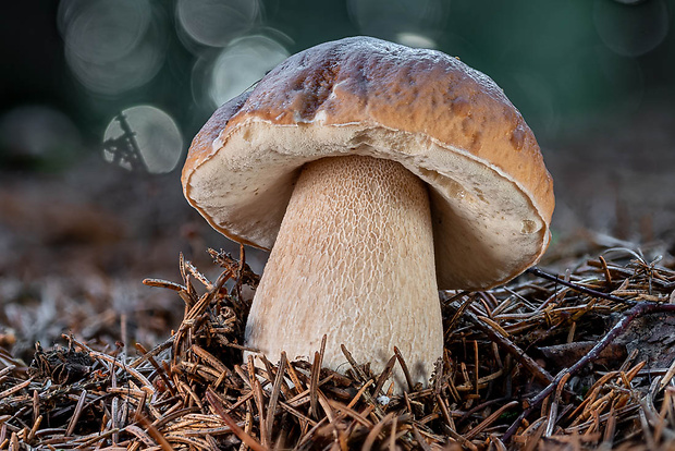 hríb smrekový Boletus edulis Bull.