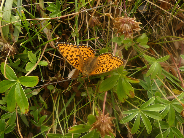 perlovec vysokohorský Boloria pales