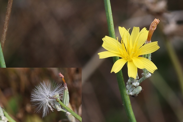 chondrila prútnatá Chondrilla juncea L.