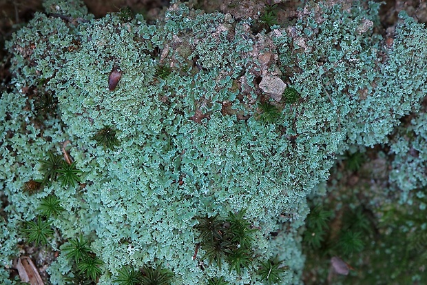 dutohlávka Cladonia cf. caespiticia