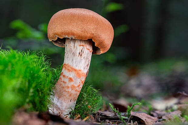 pavučinovec Cortinarius sp.