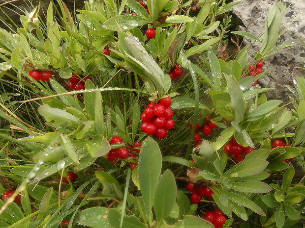 lykovec Daphne alpina