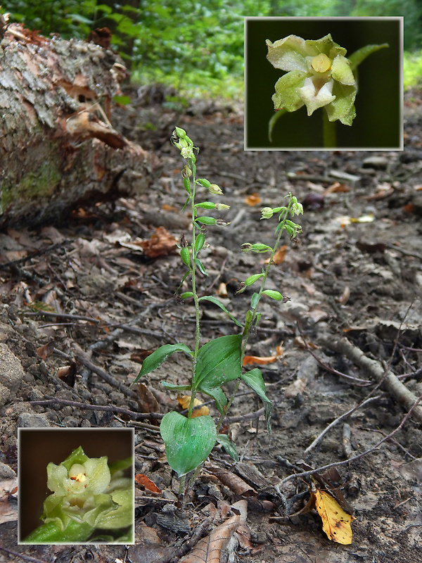 kruštík neskorý Epipactis albensis Nováková & Rydlo