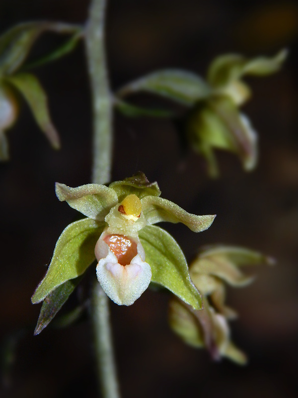 kruštík modrofialový Epipactis purpurata Sm.