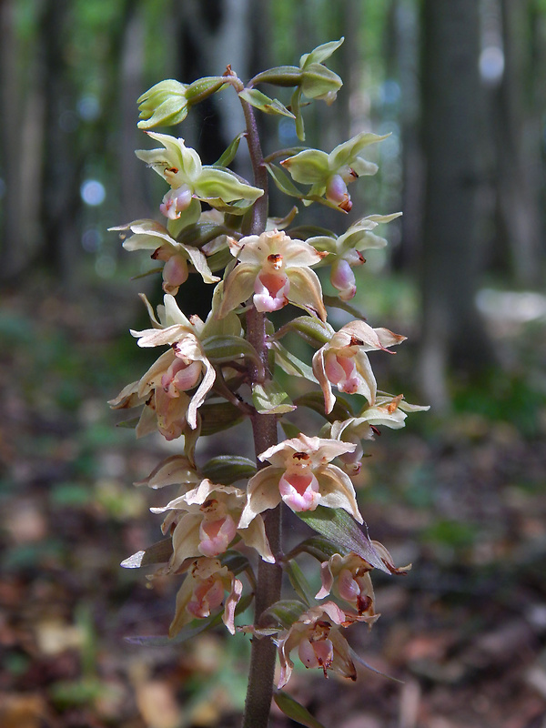 kruštík modrofialový Epipactis purpurata Sm.