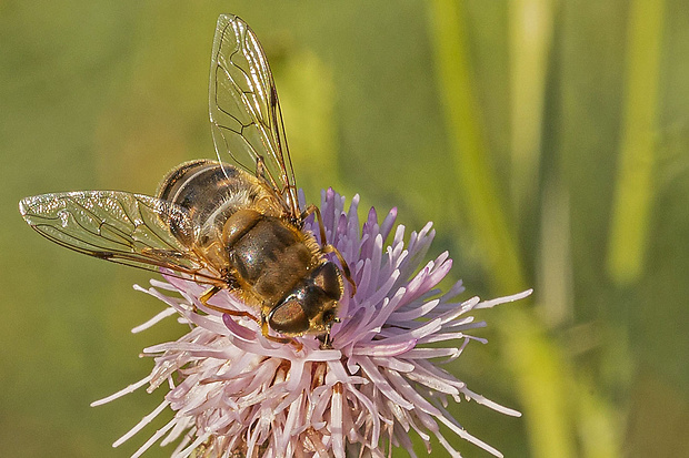 trúdovka ♀ Eristalis pertinax (Scopoli, 1763)