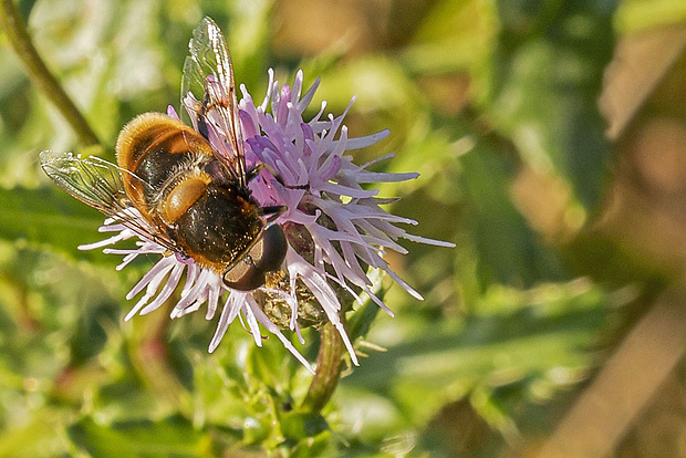 trúdovka ♂ Eristalis rupium Fabricius, 1805