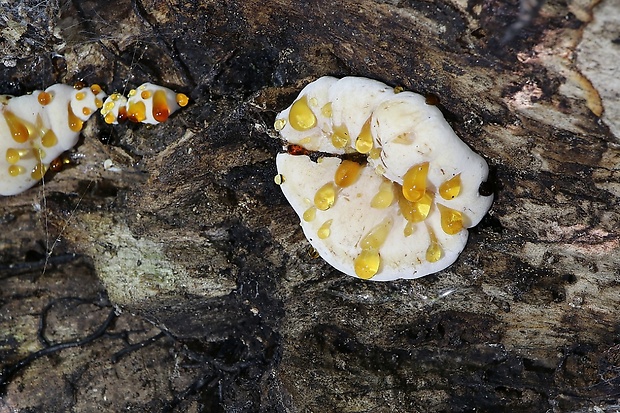 práchnovček pásikavý Fomitopsis pinicola (Sw.) P. Karst.