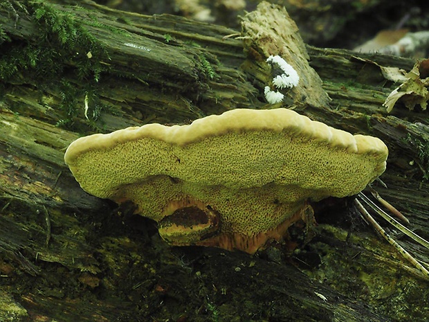 trámovka anízová Gloeophyllum odoratum (Wulfen) Imazeki