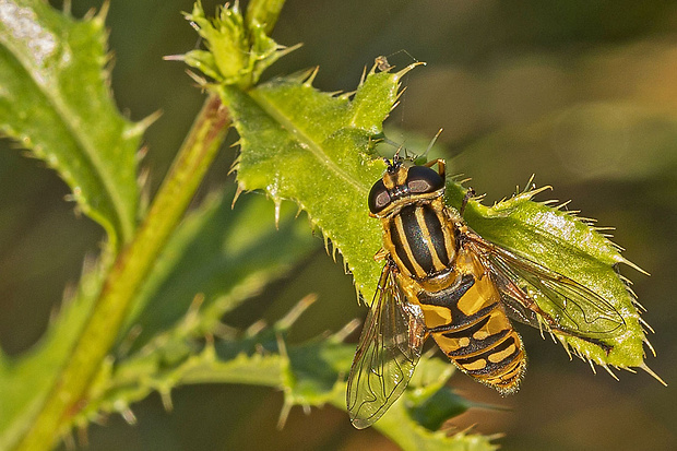 pestrica ♀ Helophilus pendulus (Linnaeus, 1758)