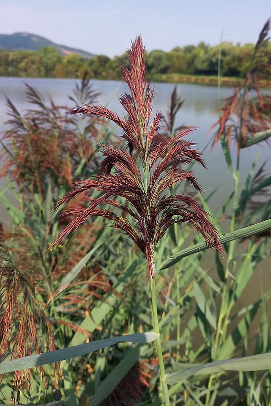 trsť obyčajná Phragmites australis (Cav.) Trin.