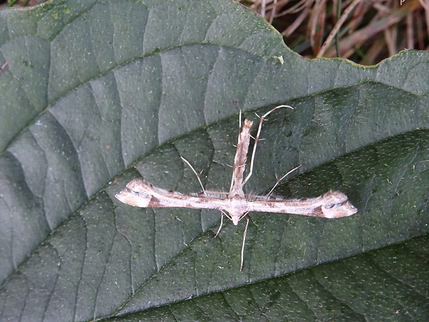 pierkavec podbeľový Platyptilia gonodactyla