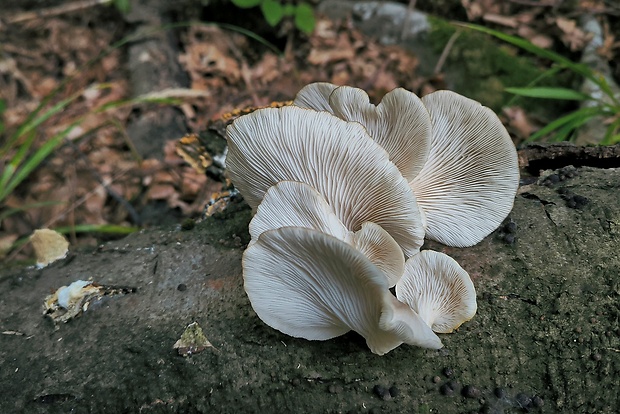 hliva buková Pleurotus pulmonarius (Fr.) Quél.