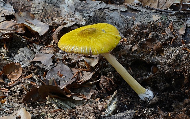 štítovka žltá Pluteus leoninus (Schaeff.) P. Kumm.