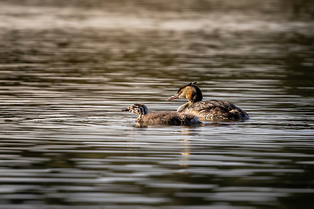 potápka chochlatá Podiceps cristatus