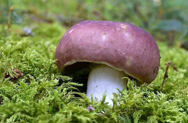 plávka Russula sp.