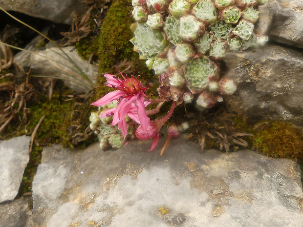 skalnica pavučinatá Sempervivum arachnoideum L.